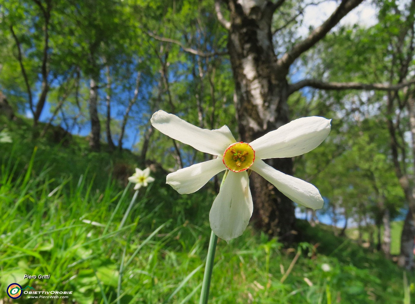31 Narcissus poeticus (Narciso...ferito dalla grandinata !).JPG